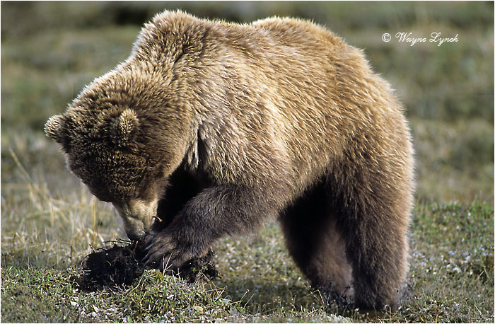 Grizzly Bear Digging by Dr. Wayne Lynch &copy;
